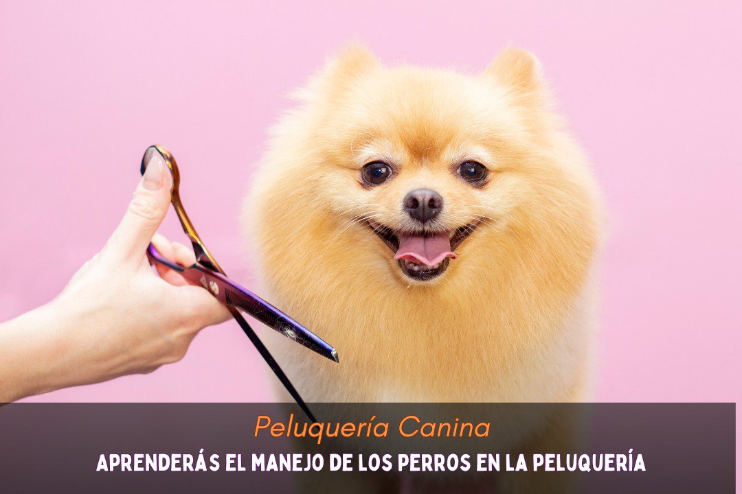 peluqueria para perros
